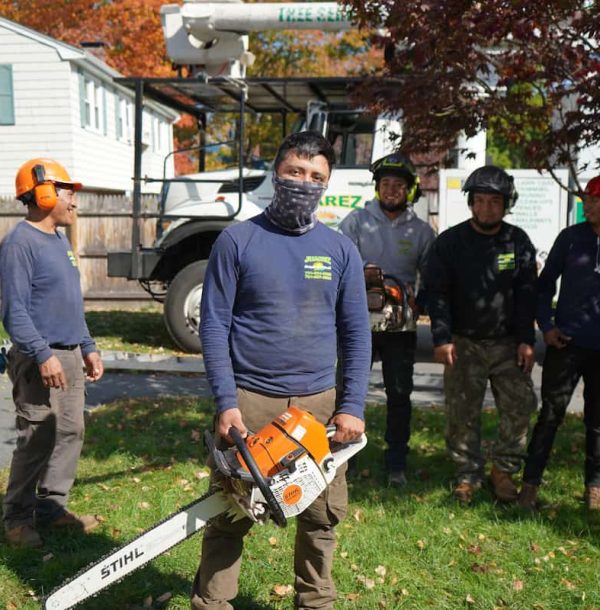 ContratistaUsa Tree Services