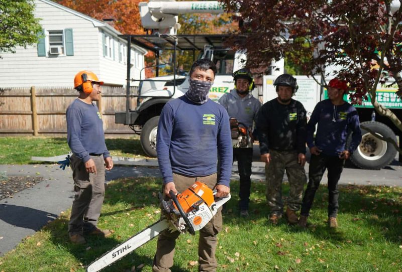 ContratistaUsa Tree Services